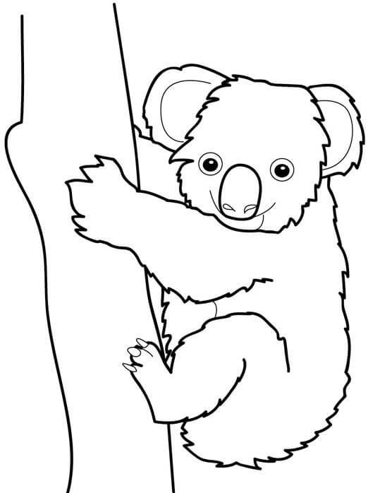 Koala