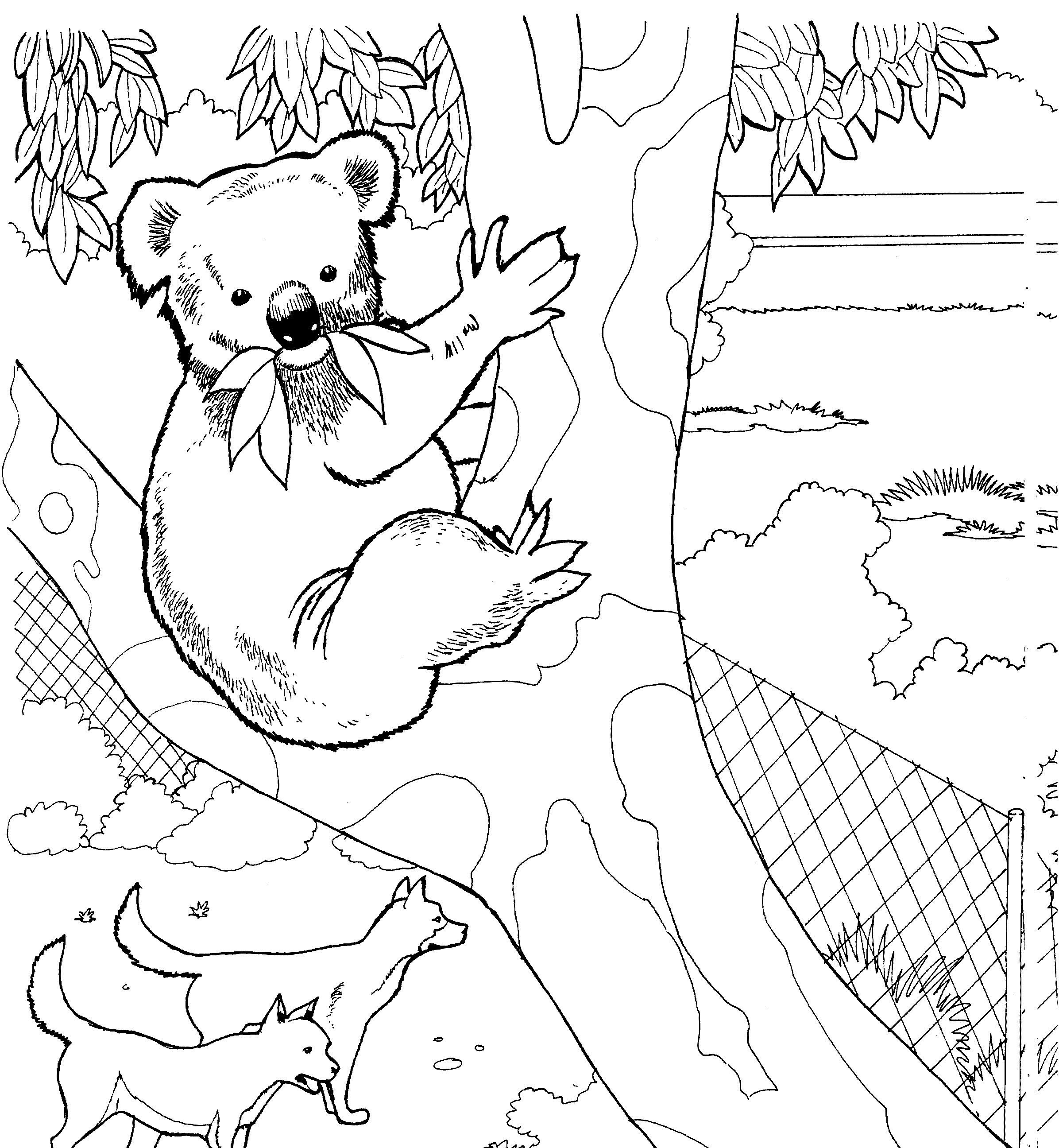 Koala
