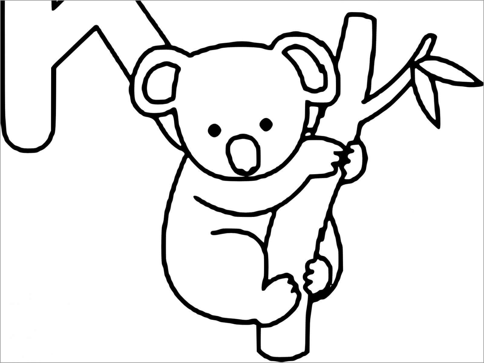 Koala