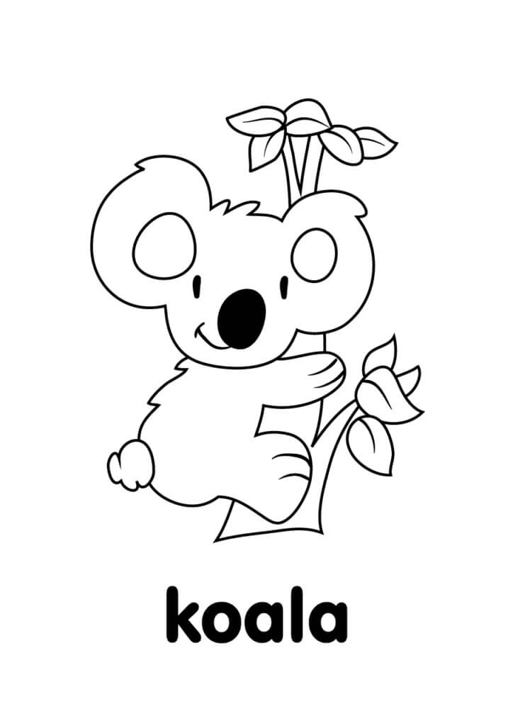 Koala