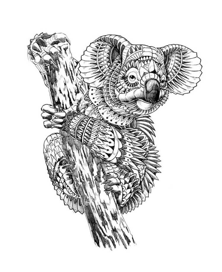 Koala
