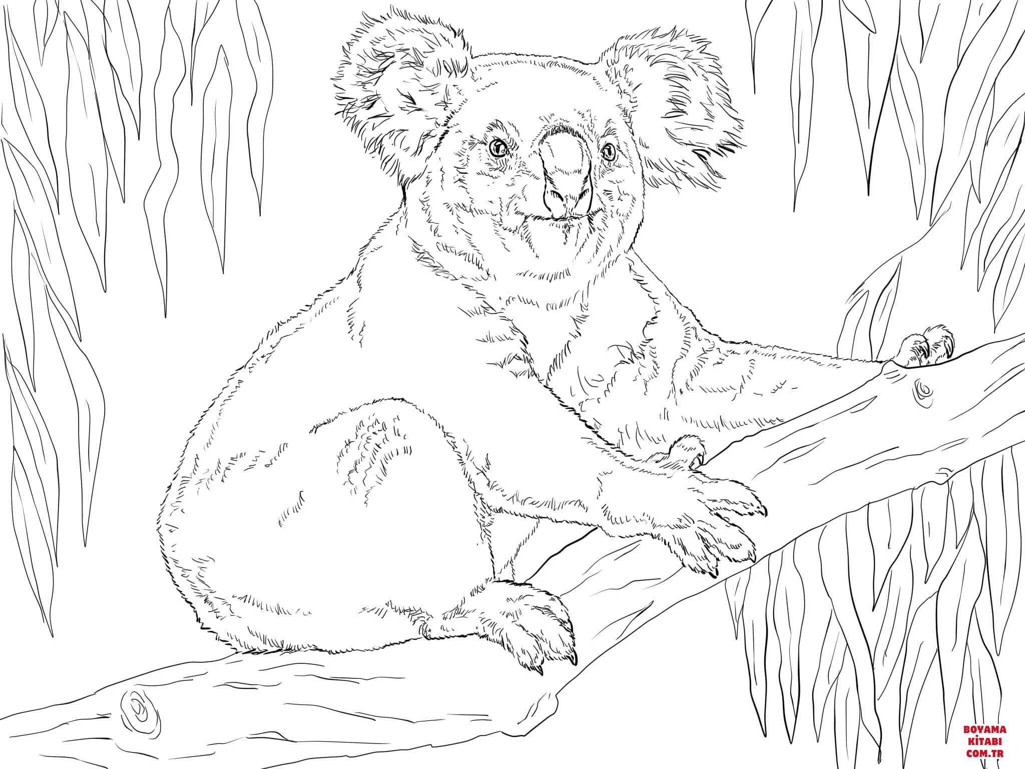 Koala