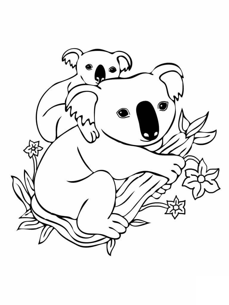 Koala