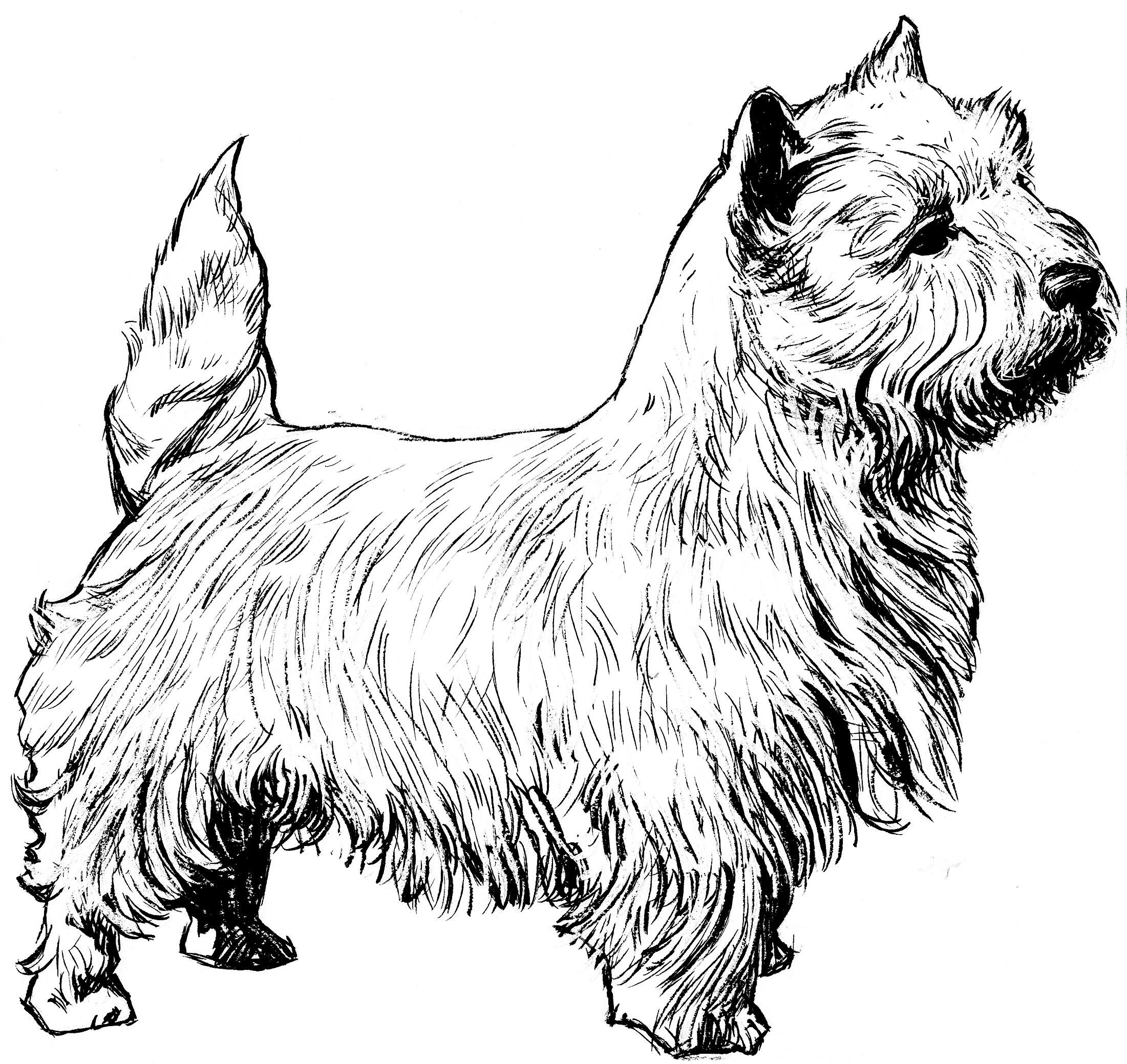 Köpek