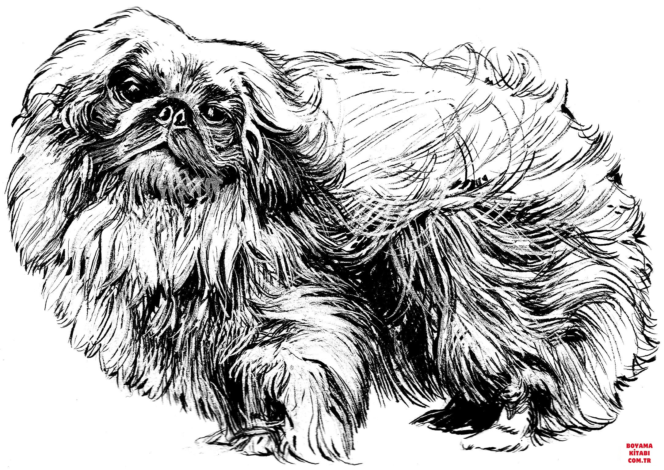 Köpek