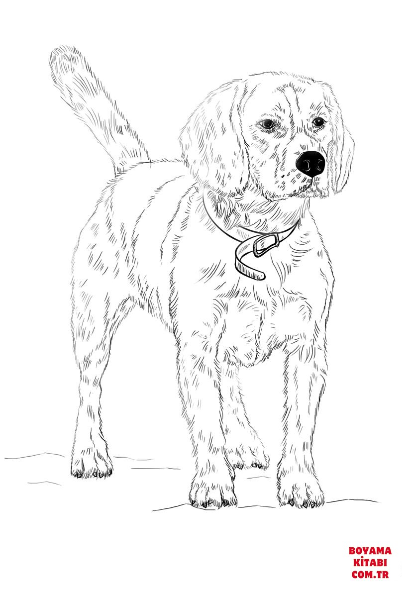 Köpek