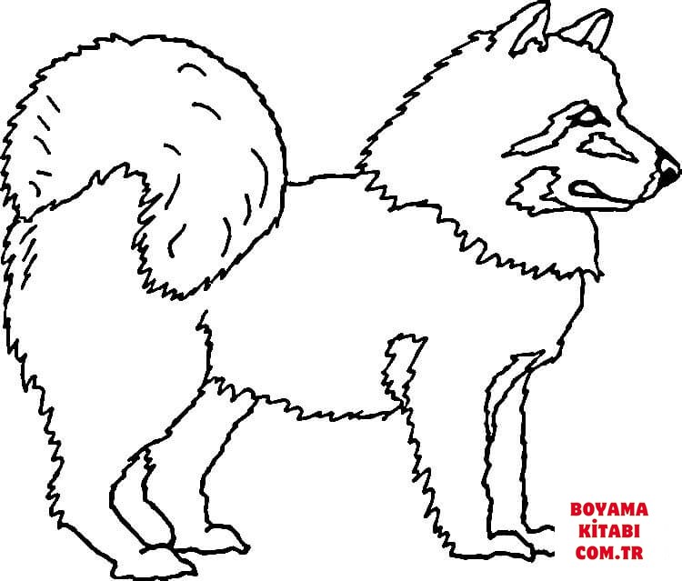 Köpek
