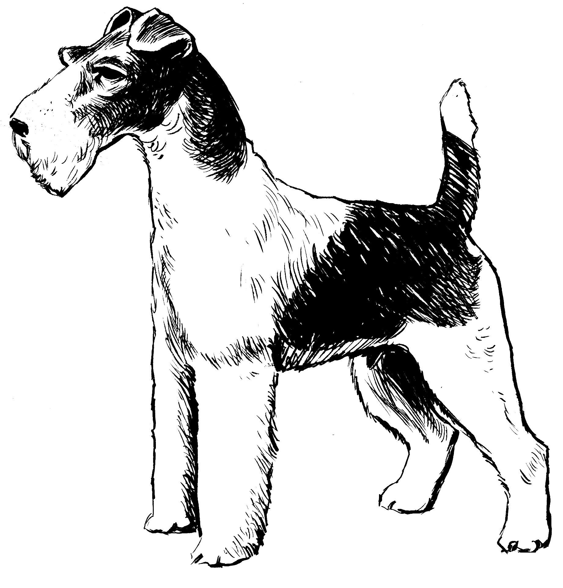 Köpek