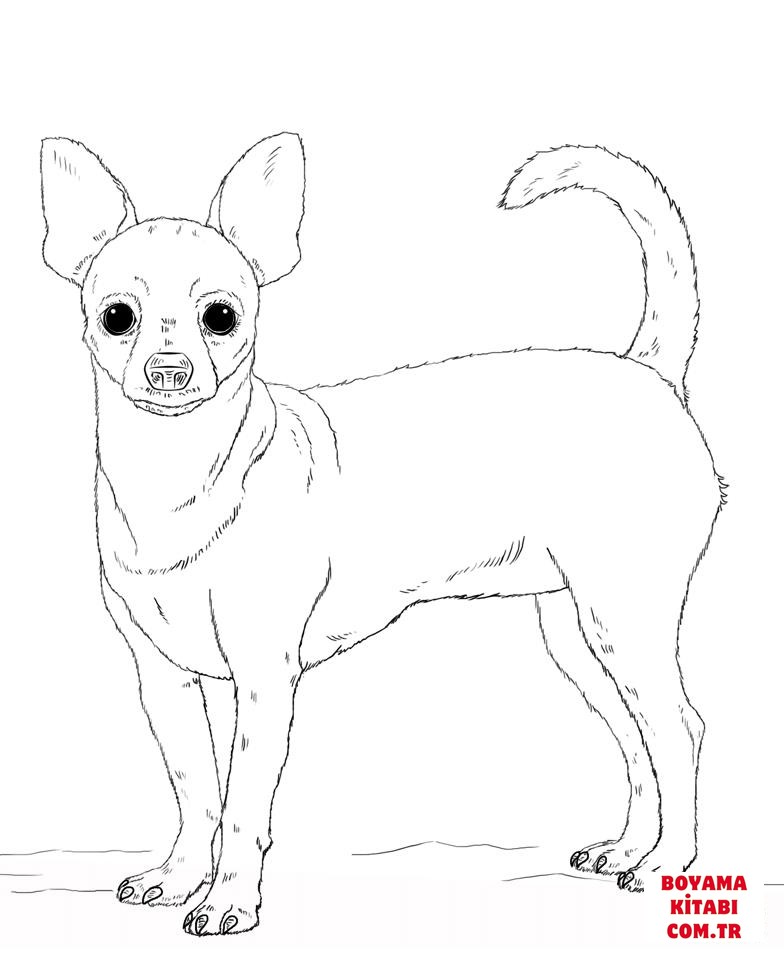 Köpek