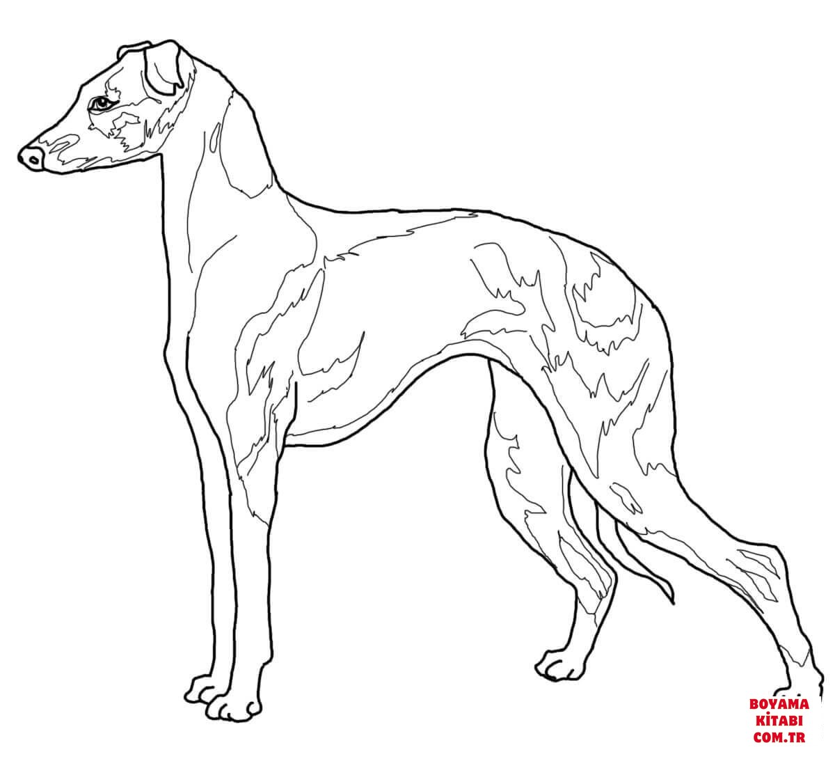 Köpek