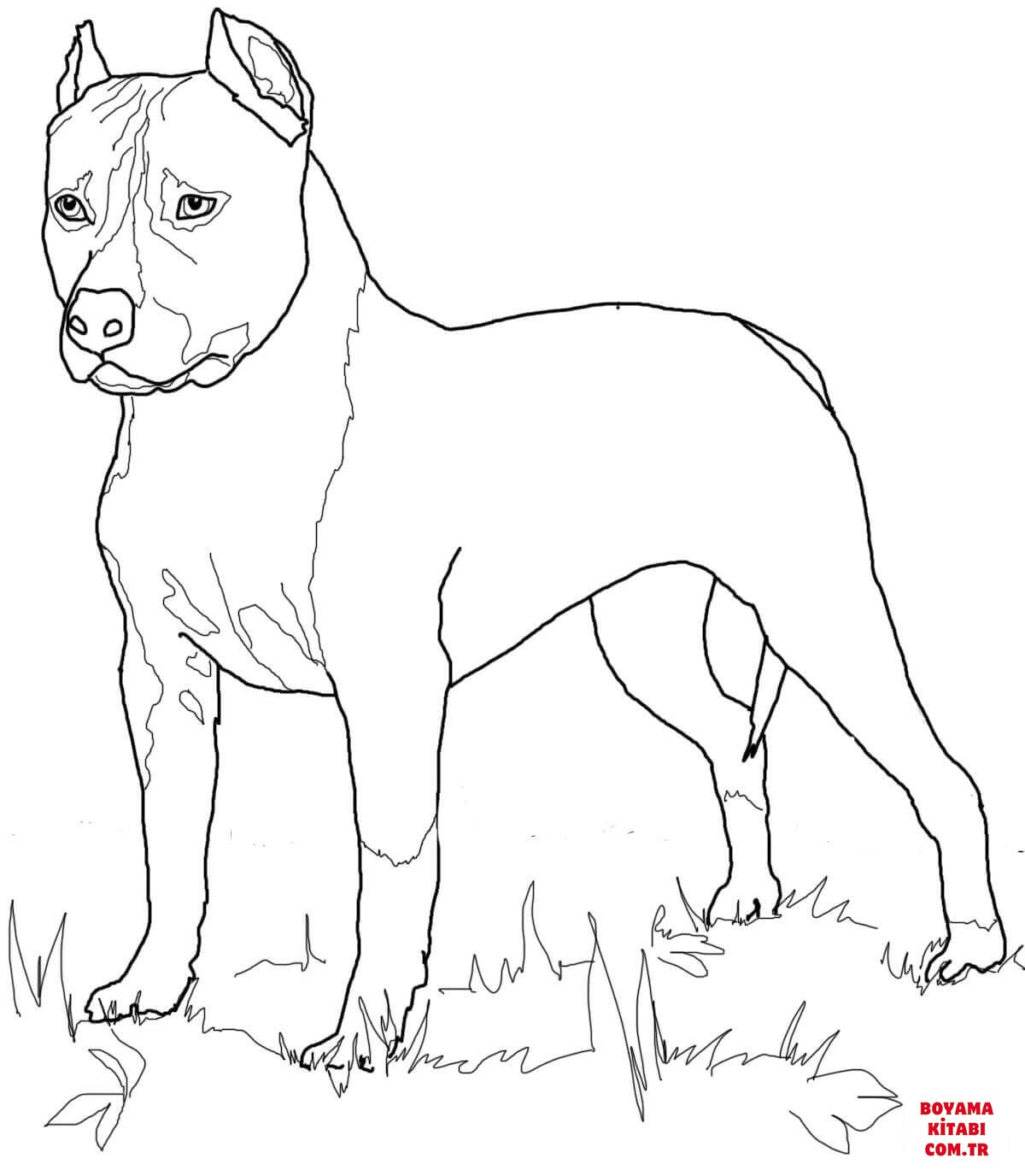 Köpek