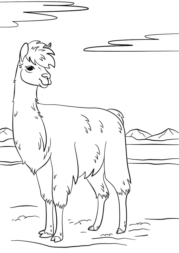 Lama
