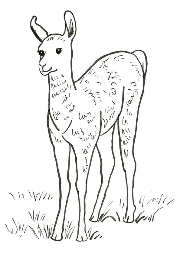 Lama