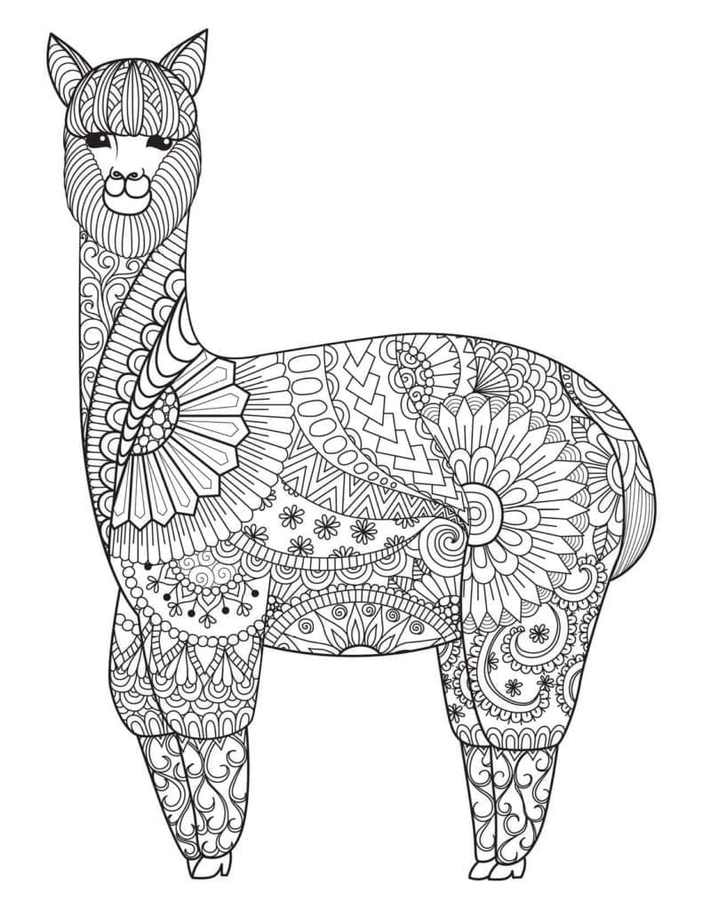 Lama