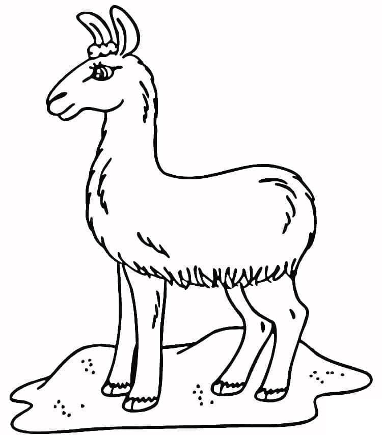 Lama