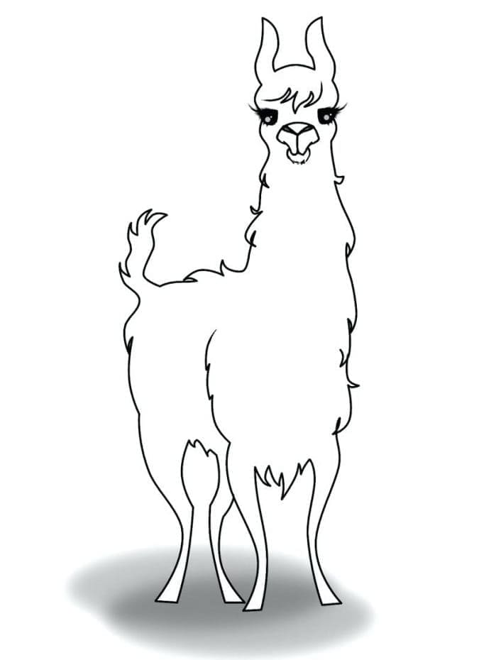 Lama