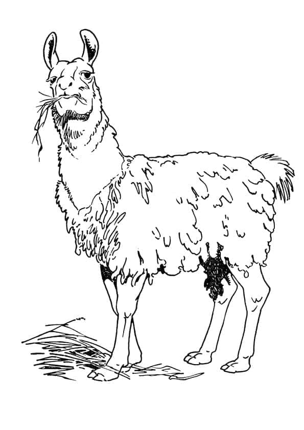 Lama