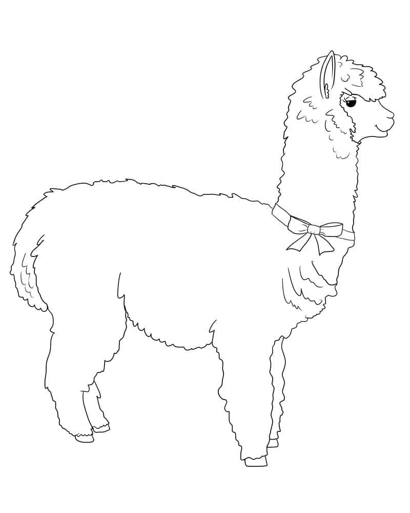 Lama
