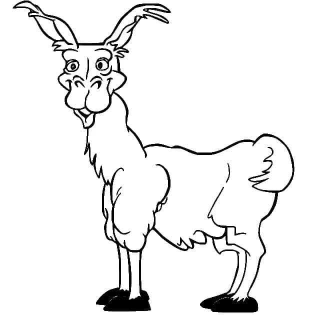 Lama