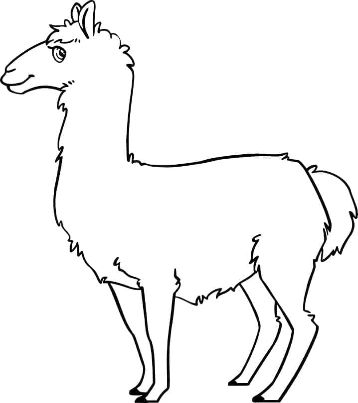 Lama