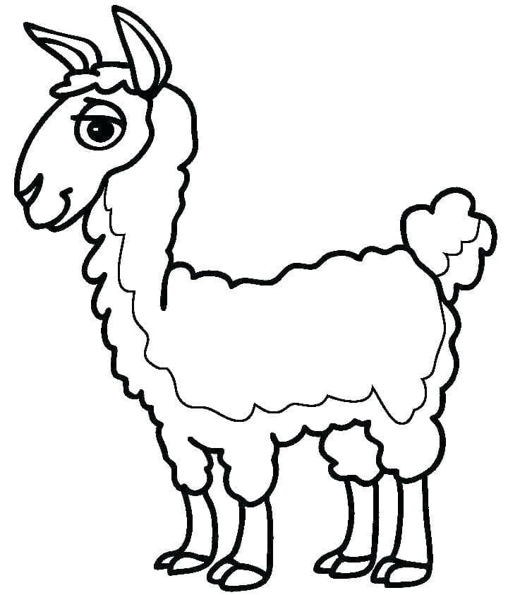 Lama