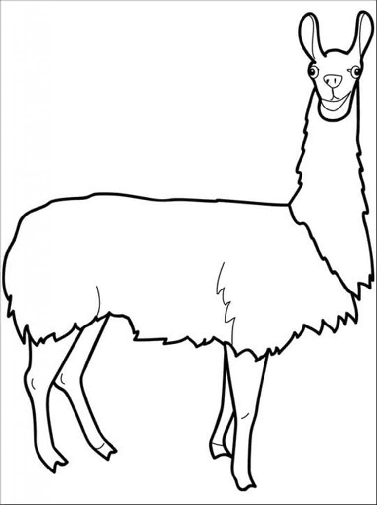 Lama