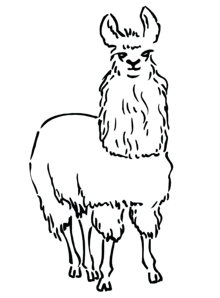 Lama