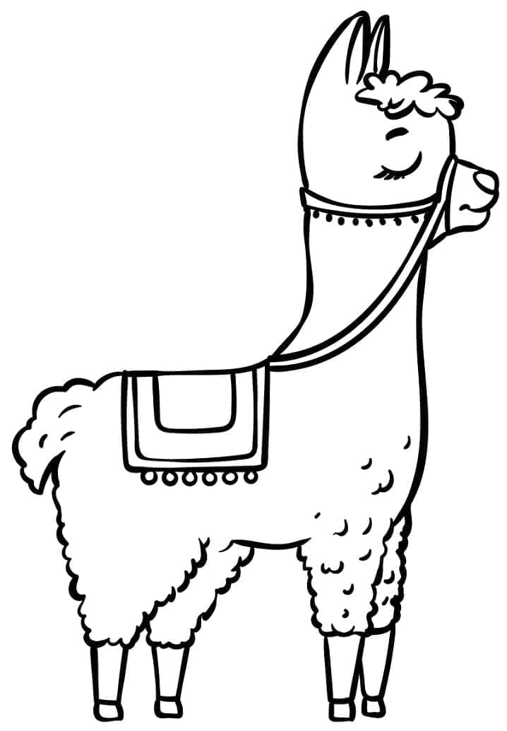Lama