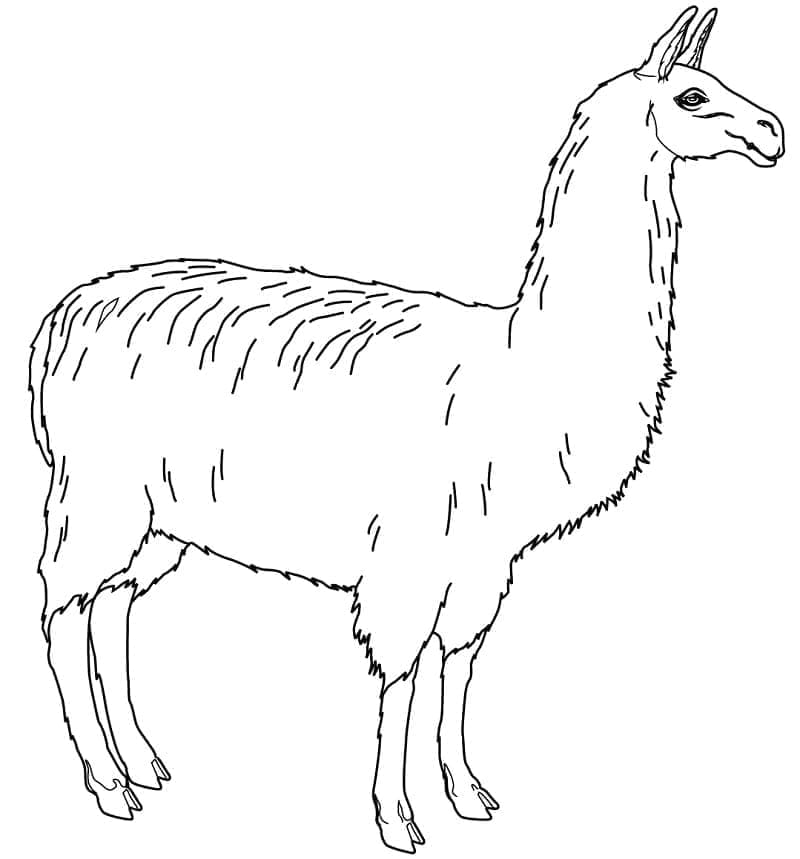 Lama