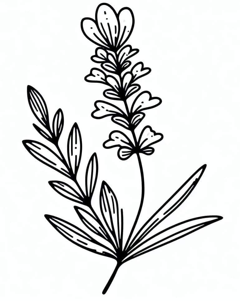 Lavanta