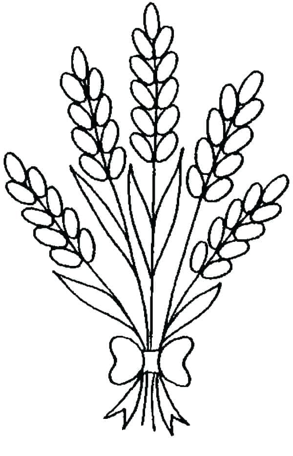 Lavanta