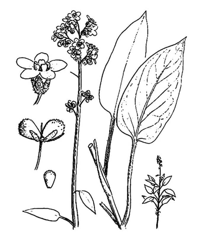 Lavanta