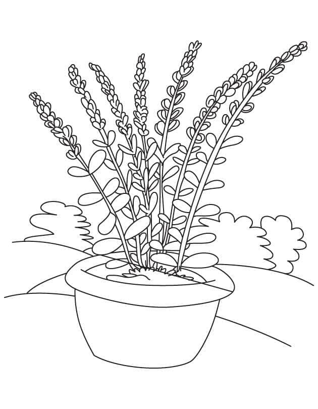 Lavanta
