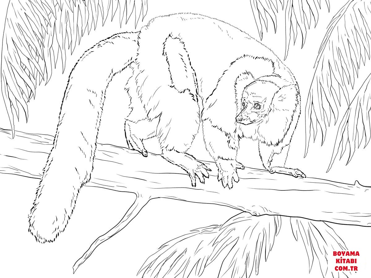 Lemur