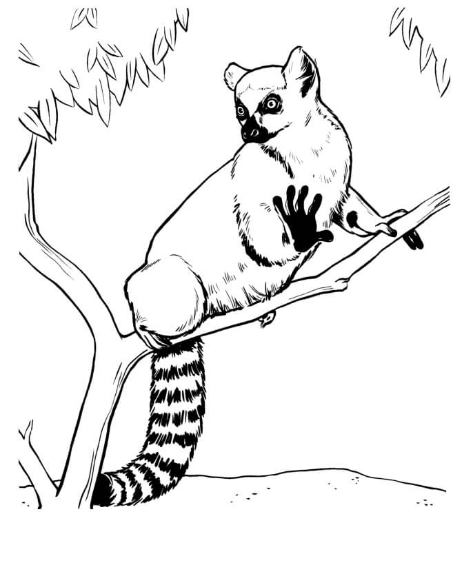 Lemur