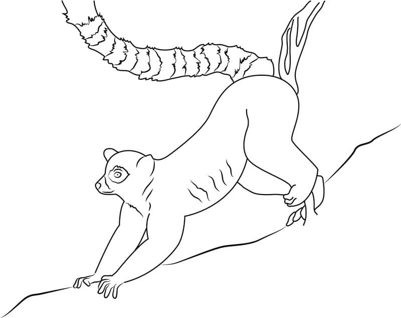 Lemur