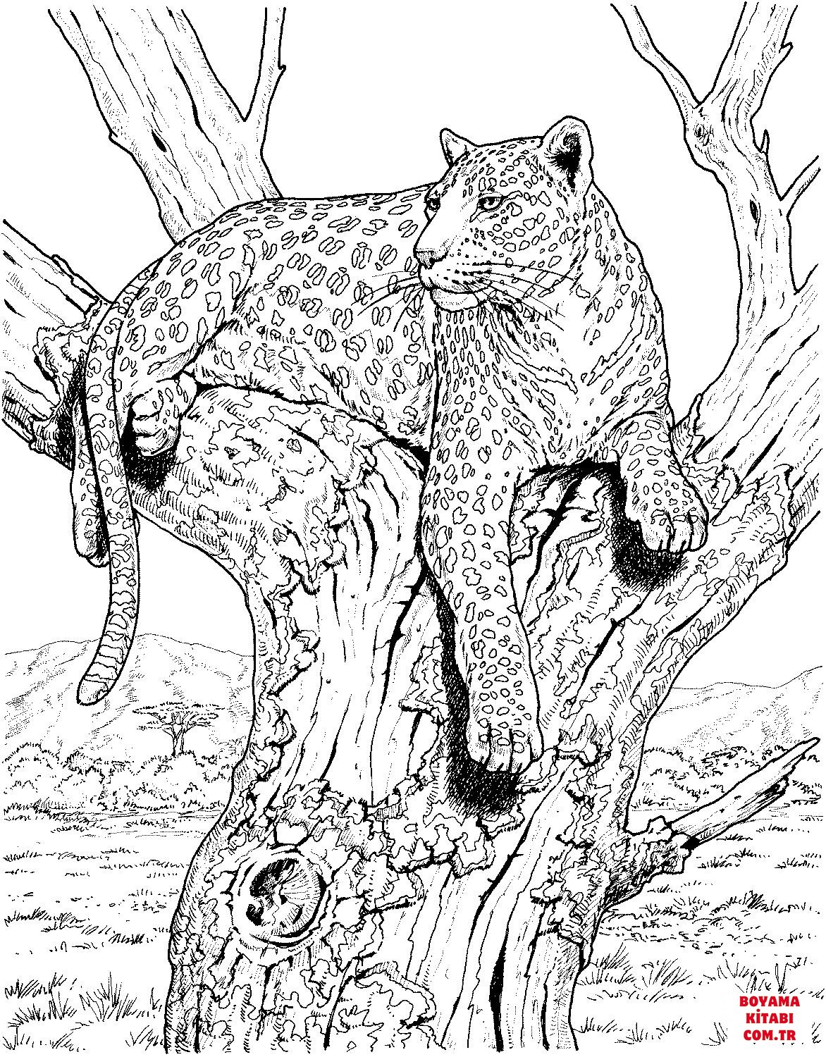 Leopar