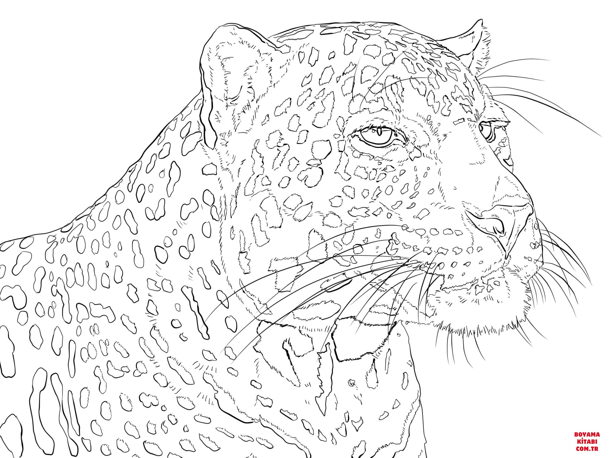 Leopar