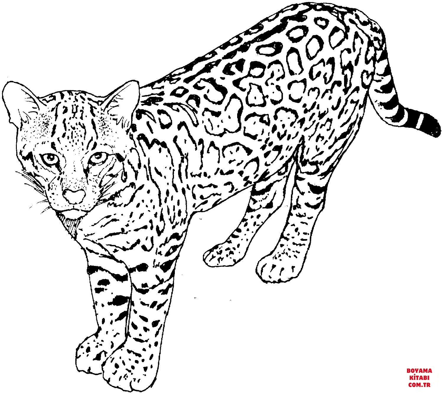 Leopar