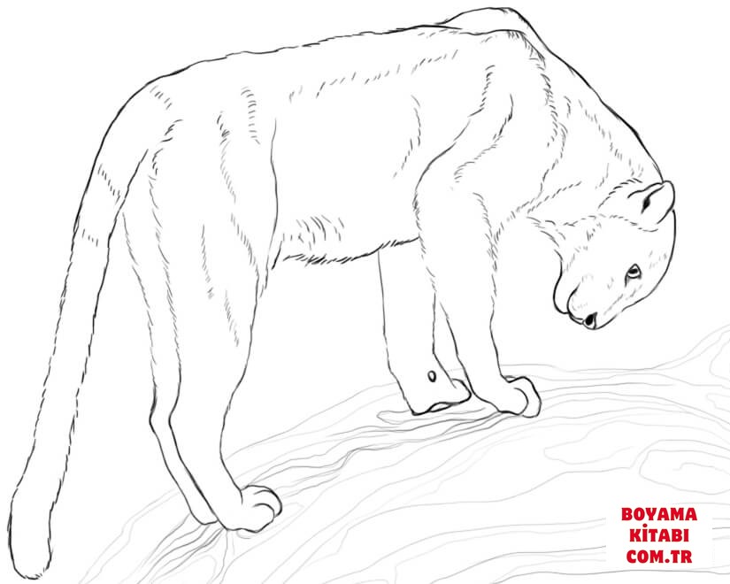 Leopar