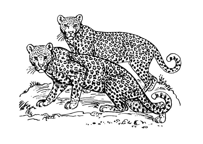 Leopar