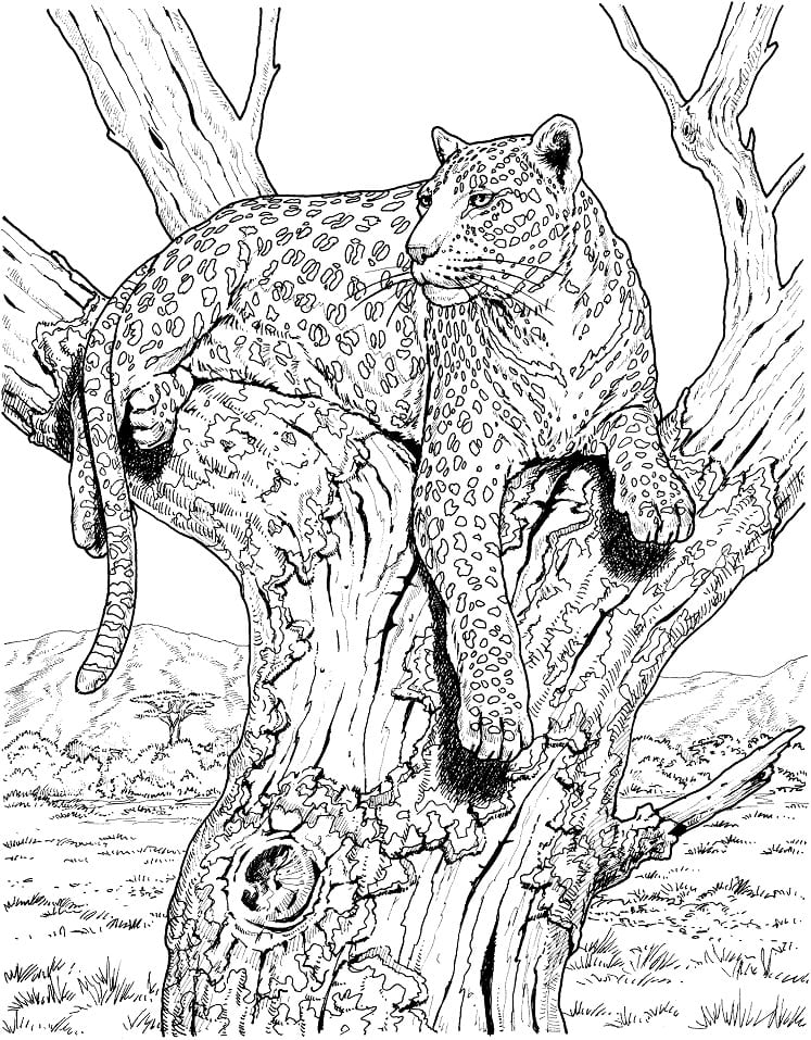 Leopar