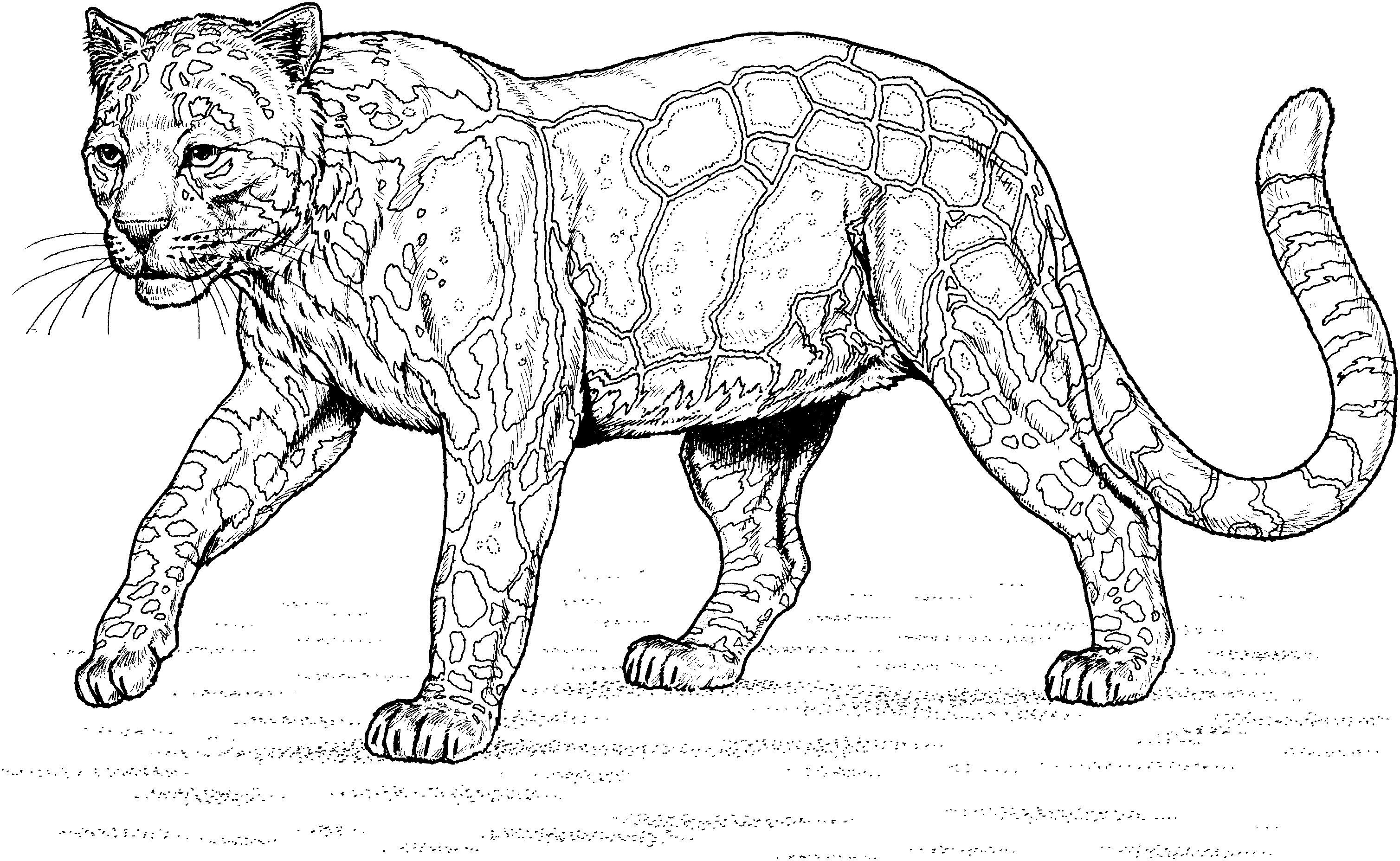 Leopar