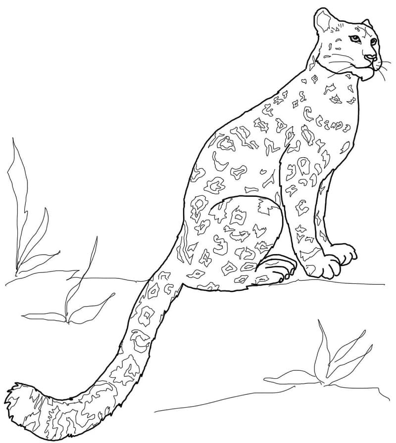 Leopar