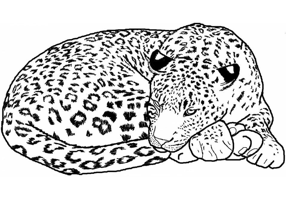 Leopar