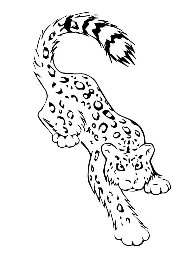 Leopar