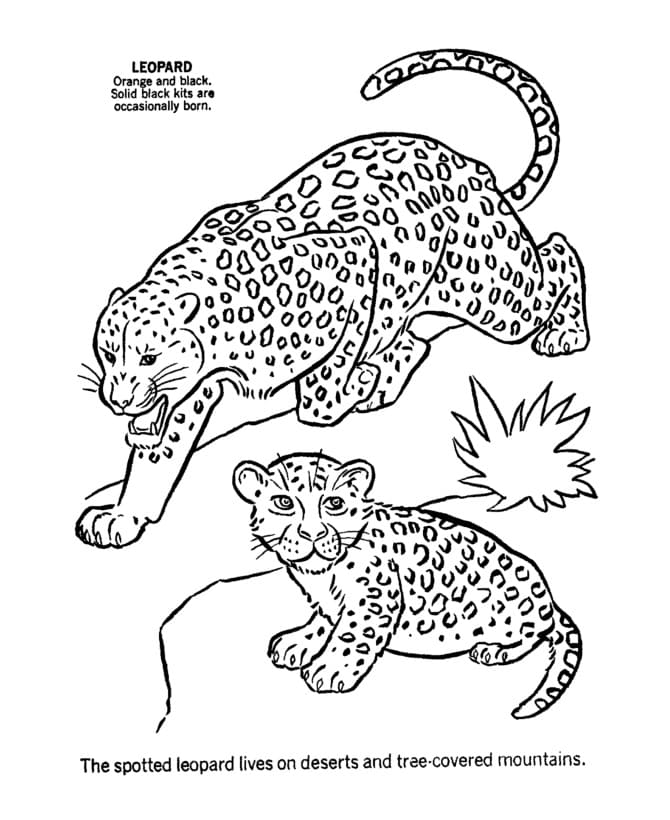 Leopar