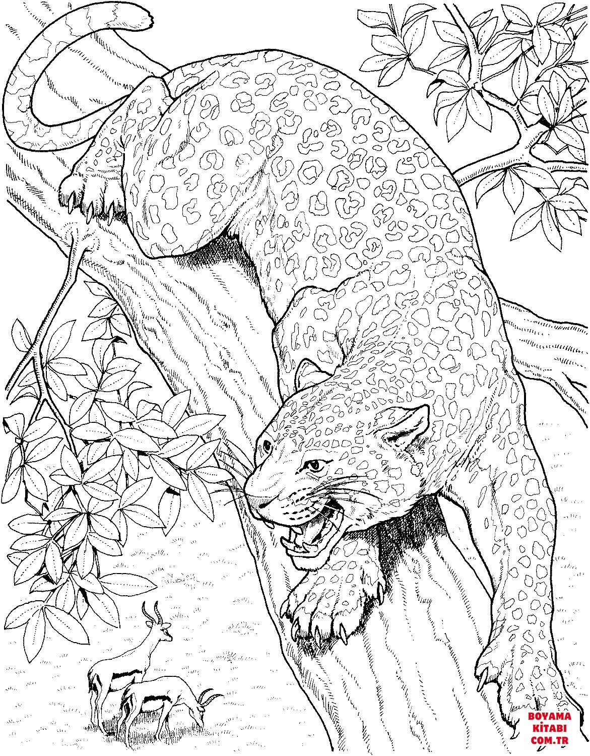 Leopar