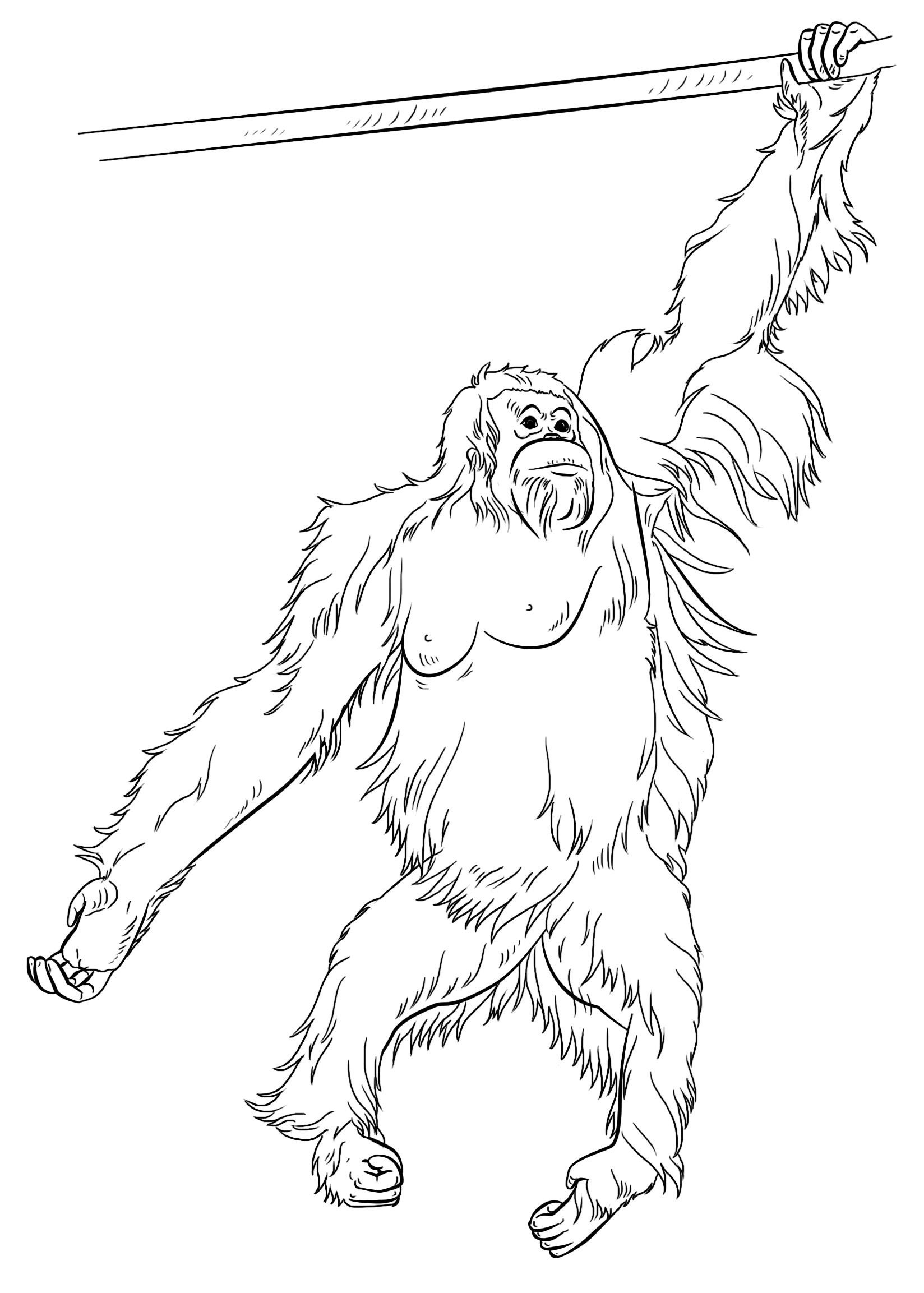 Orangutan