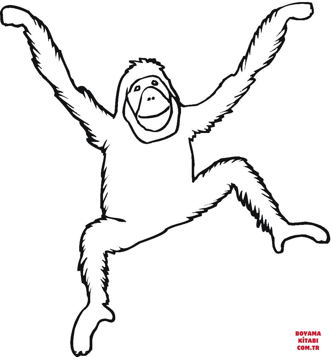 Orangutan